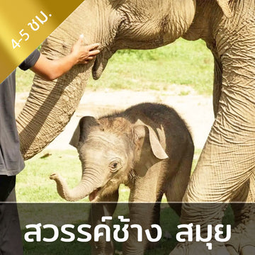 กิจกรรมเลี้ยงช้างครึ่งวัน ณ สวรรค์ช้างสมุย ศูนย์อนุรักษ์ช้างไทยเกาะสมุย